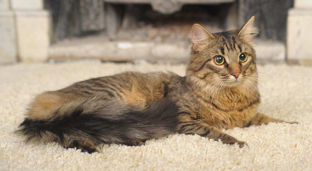 How to Clean Dried Cat Urine From a Carpet Cleaning Sure